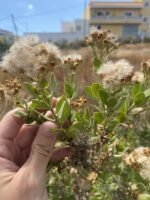 ⁦عسل البرنوف البري⁩ - الصورة ⁦7⁩